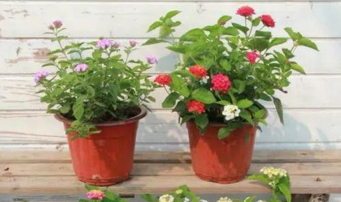 澳门大哥爆料视频大全最新,视频大全揭秘幕后真相  第2张